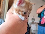 Kitten suchen ein Zuhause - Lubmin