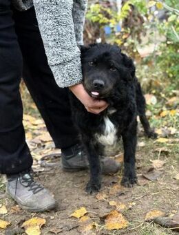 Die sanfte Csalka sucht dich - Heinsberg