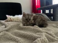 Maine Coon Kitten bald abzugeben - Übach-Palenberg
