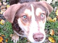 Verliebt in Brownie (40 cm) - Treia