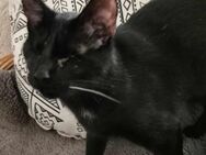 🩷 Zuckersüße blinde Marley sucht ihren - Margetshöchheim