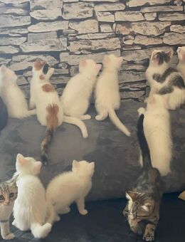 Kitten - Offenau