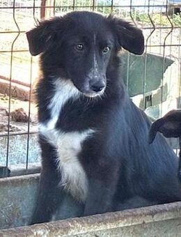 BESSY ~ schwarz mit weißen Pfotenspitzen - Duisburg