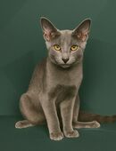 Orientalisch Kurzhaar Kitten, 13 Wochen, abholbereit – 1 Katze, 2 Kater in 24534