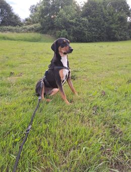 Goldie Jagdhund Mix - Winningen