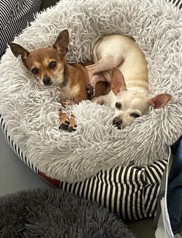 SOPHIE und KAAMI ❤️ 2 Chihuahua Seelen - Kissing