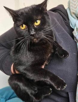 Hübsche schwarze Clara - Stelle