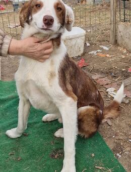 Ajuta-Ne - verschmust und aufgeschlossen - Westerholt