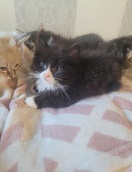 Maine Coone Mix Kitten - Bremerhaven