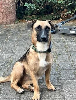 Kleine Lady sucht ihr Für-Immer-Körbchen - Koblenz