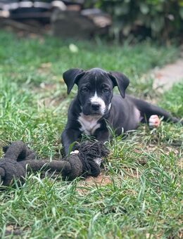 Cane Corso Welpen - Reichshof