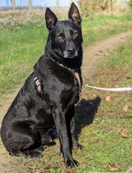 Ruhiger Schäferhundrüde Ében - Velbert