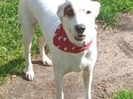 CUORE 💛💛💛 Schmusebacke sucht zuhause - Herxheim (Landau)