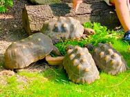 4 adulte Kölerschildkröten (Geochelone Carbonaria) - Gruppe mit 1x Männchen und 3x Weibchen - Lichtenstein