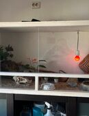 3 Leopardgeckos mit Terrarium und Zubehör in 35756