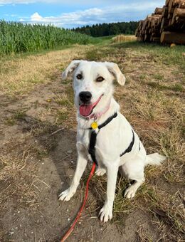 Hündin LILA sucht ihr Zuhause - Reischach
