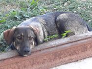 Unsere Lucy sucht ein liebevolles Zuhause - Angern