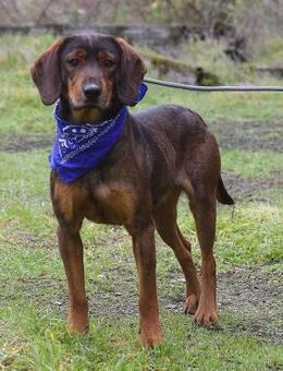 Gustav wartet ab Januar in Hamburg! - Rosengarten (Niedersachsen)
