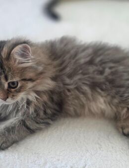 BKH Kitten ab dem Wochenende abgabebereit - Nastätten