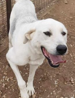 JULIE - aufgeweckte Hündin sucht Heim - Aerzen