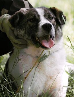 Liebevoller ZEUS leidet im Shelter 🙏♥️ - München