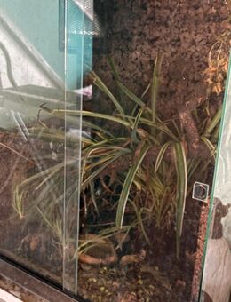 Terrarium - Gera