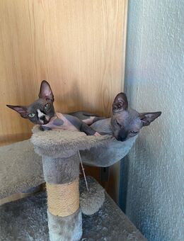 Sphynx Kater gesucht - Dessau-Roßlau