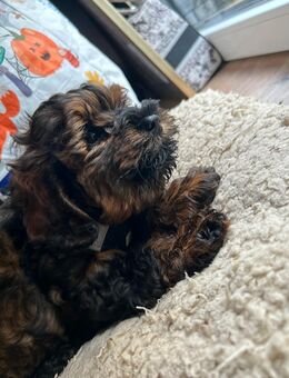 Shipoo/Toypudel mix - Dortmund Asseln
