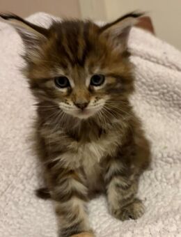 Xxl maine coon kitten reinrassig - Bad Kissingen