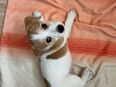 Jack Russell Welpen suchen liebevolles Zuhause in 27232