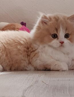 Britisch Langhaar Kater mit Stammbaum - Königsee-Rottenbach