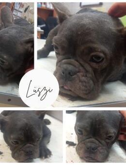 LÜSZI PP Zauberhafte Hündin sucht Liebe - Neustadt (Rübenberge)