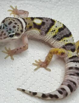 Junges Leopardgecko Männchen abzugeben - Dortmund