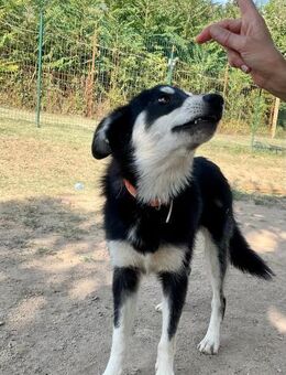 Tolle Azra sucht aktive Menschen - Margetshöchheim
