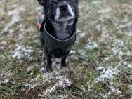 Spike - der Kuschelkönig - Löwenberger Land