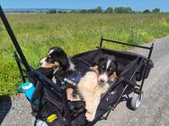 Australian Shepherd 9 Wochen - Halberstadt