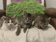 4 freche EKH Kitten abzugeben - Greifenstein