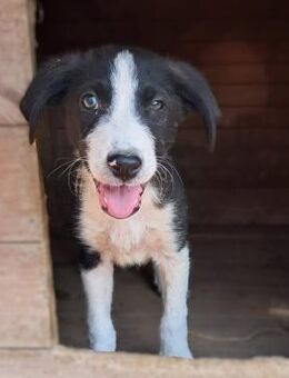 Welpe Ivan - ein charmanter Abenteurer - Krefeld