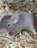 Degus Jungtiere in 48143