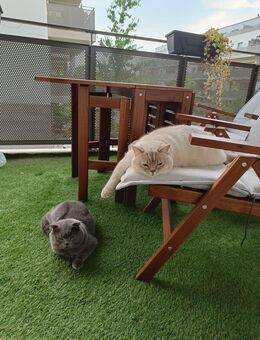Katzen im Duo - Berlin Spandau