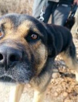 Tilo, Verspielter Kuschelbär, ca. 3 J - Vaterstetten