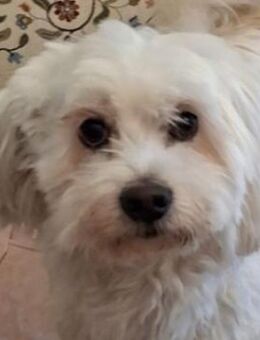 Tony, geb. ca. 11/2019, Griechenland - Euskirchen