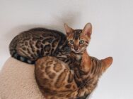 Reinrassige Bengalkitten Бенгальские котята Bengal kittens - Höchstädt (Donau)