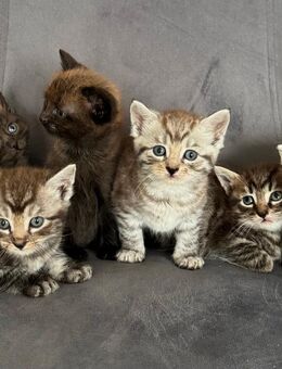 BKH-Mix Kitten - Bad Mergentheim Zentrum