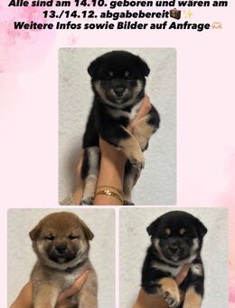 Shiba Welpen - Billigheim