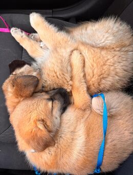 Kaukasische Schäferhund-Mischling Welpen - Frankfurt (Main) Sindlingen