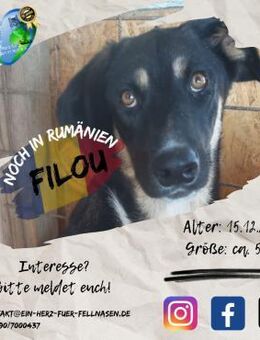 FILOU - ist nun ein großer Lausbub - Waakirchen