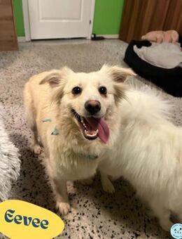 Eevee SR - verspielt, verträglich - Rheine