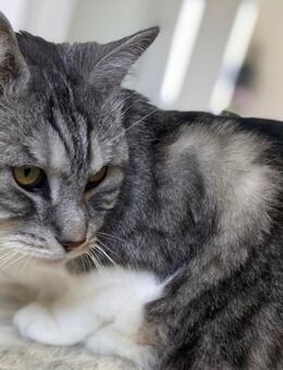 BKH Silber Tabby Kater - Hemmoor Zentrum