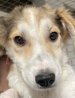 Fichte, geb. ca. 07/2023, GRIECHENLAND - Markdorf